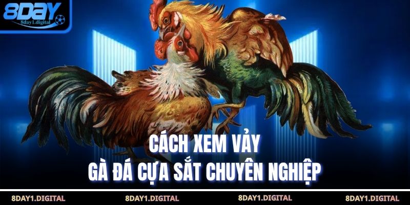 Cách xem vảy gà đá cựa sắt chuyên nghiệp