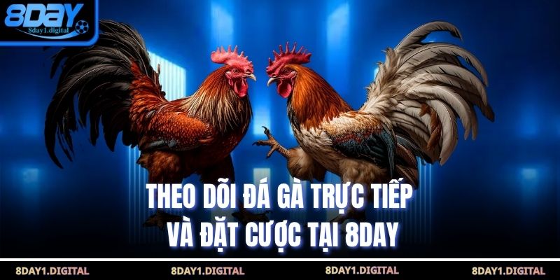 Theo dõi đá gà trực tiếp và đặt cược tại 8Day